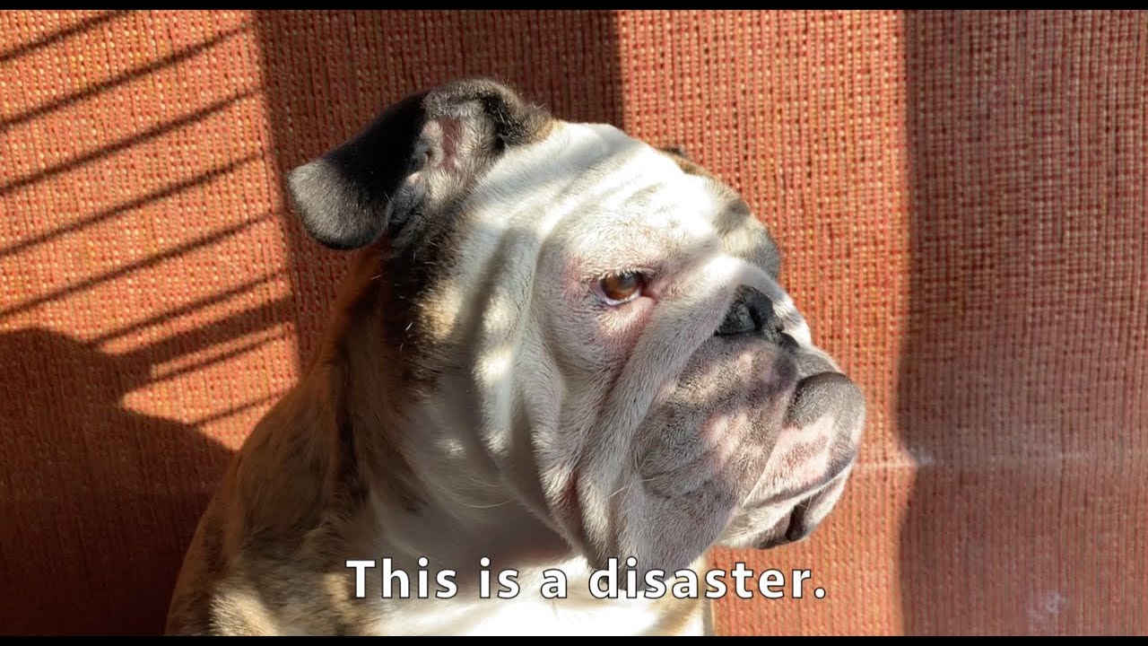 Reuben the Bulldog: The Ear Infection