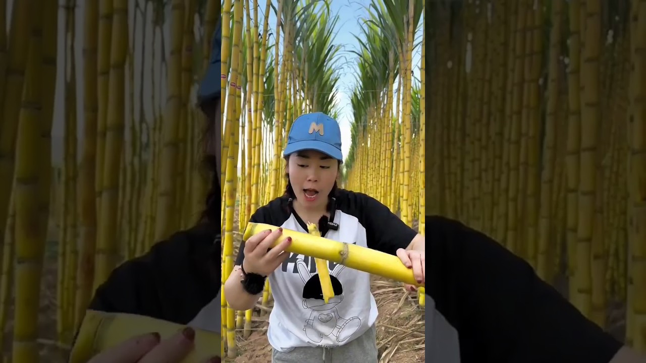 menikmati tebu kuning 