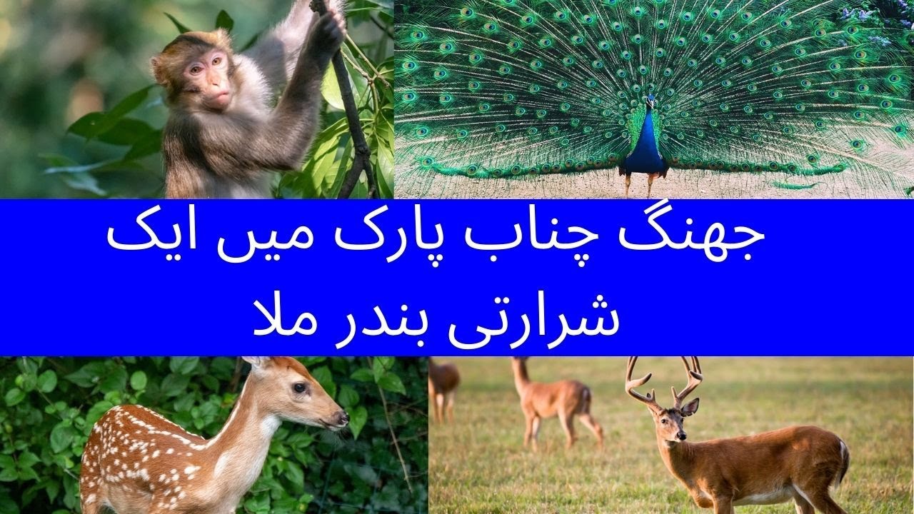 Exploring Chenab Park Jhang with HR TV | Park mai 1 shararti bandar k charchy | Jhang documentry2021