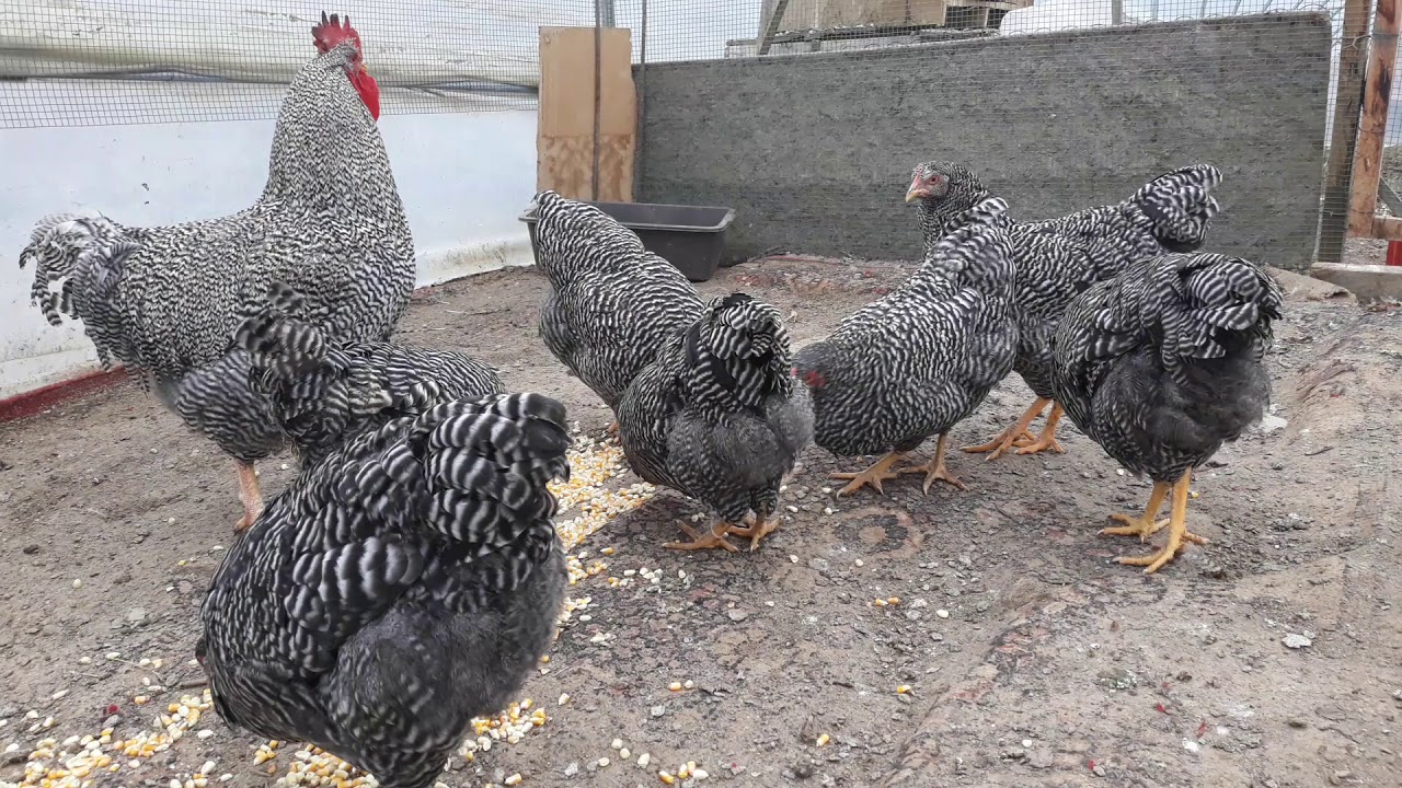 Amrock chicken 30-11-2018