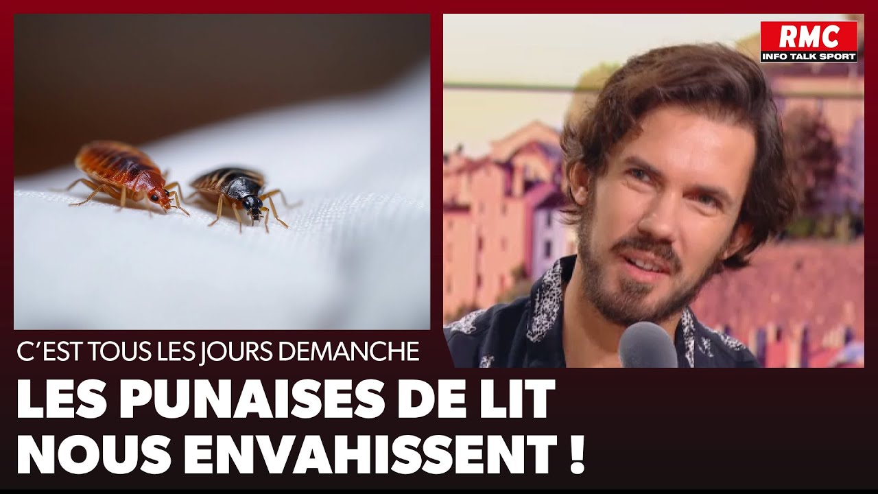 Arnaud Demanche - Les punaises de lit nous envahissent !