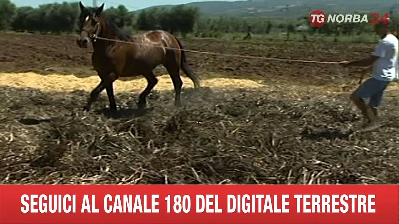 FOGGIA LE FAVE DI CARPINO
