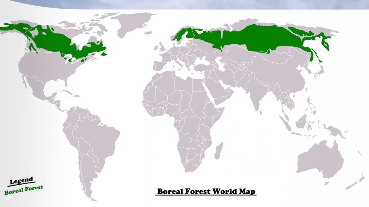 Pădurea de conifere - specii reprezentative