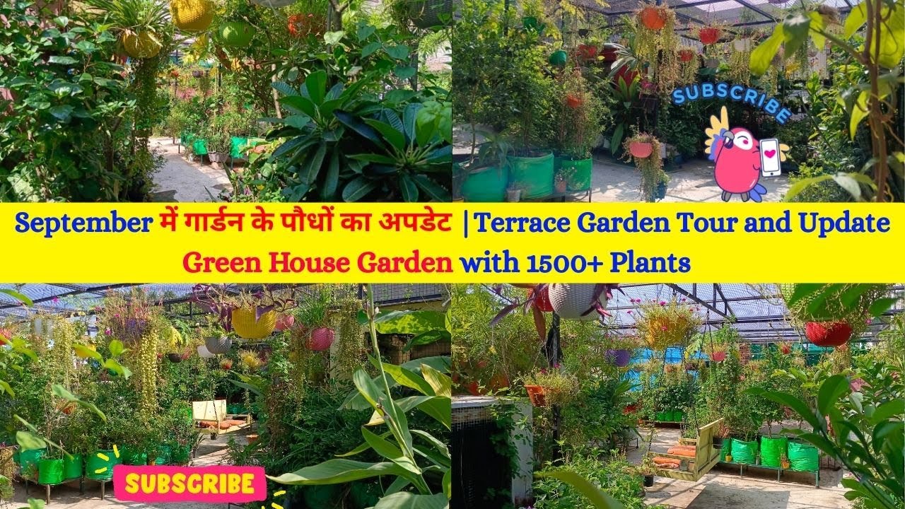 September Month Terrace Garden Overview | Green House Garden Kota