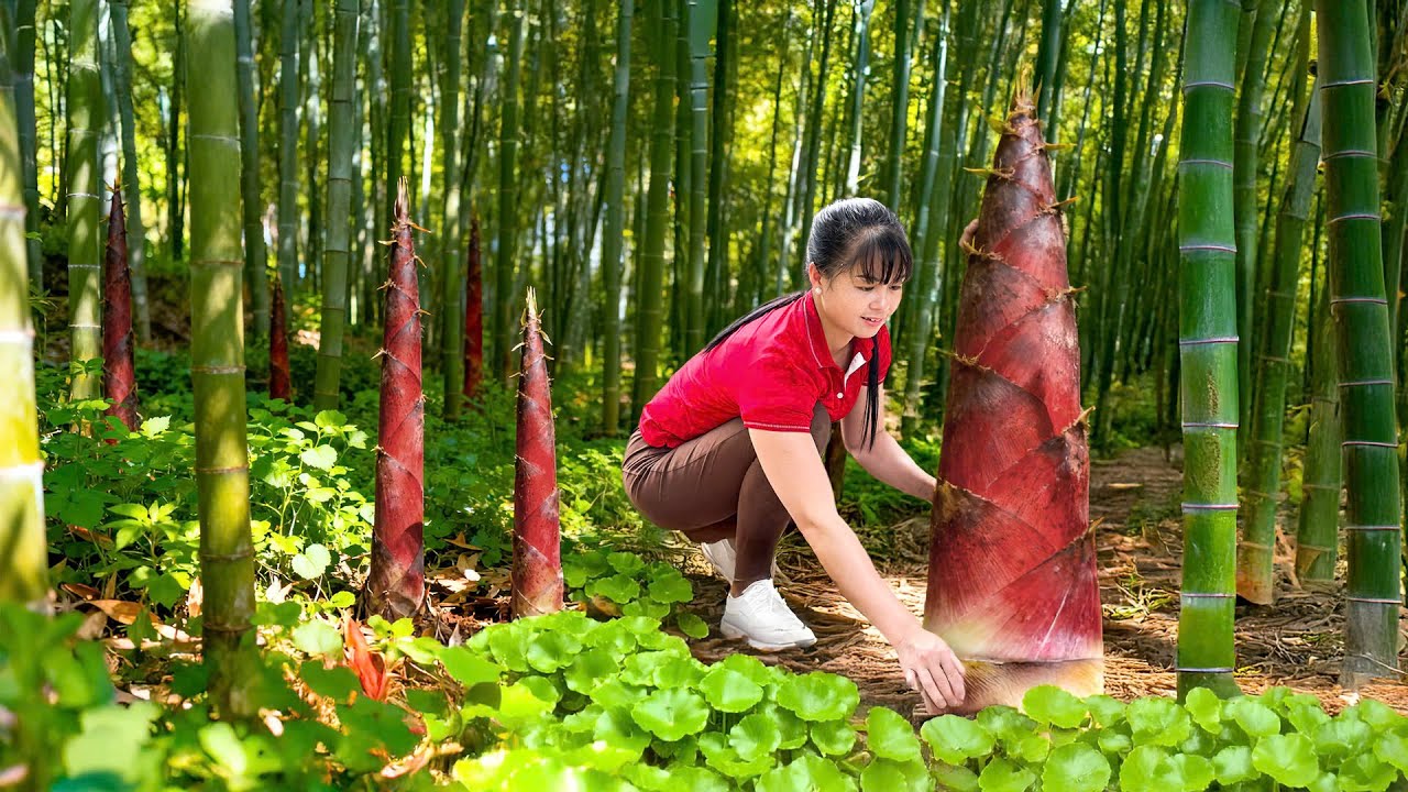 Harvesting Red Bamboo Shoots & 200 Quails &ndash; From Garden to Market!