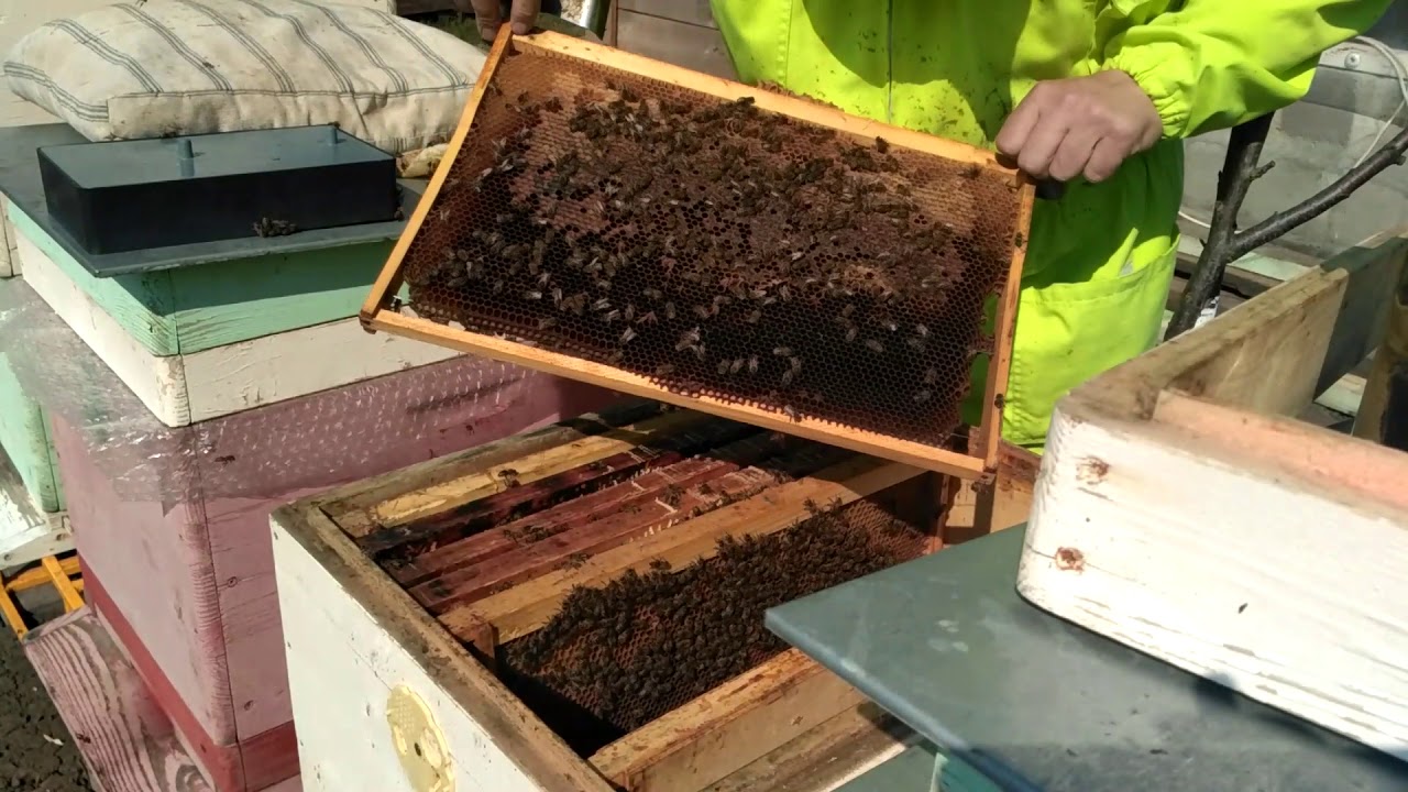 Весеннее развитие. Первое поколение пчел.