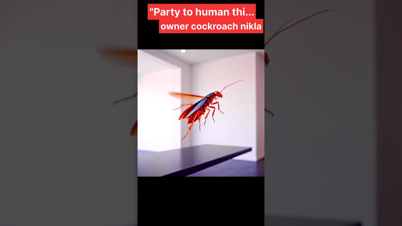 Cockroach party | CJP | #funny #comedyshorts #cockroach #cockroachpeoplenow #partygonewrong