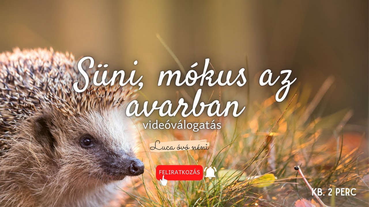 Süni, mókus az avarban║Állatos videók gyerekeknek