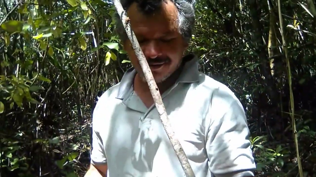 Em busca da fruta conhecida como batata de tiú.
