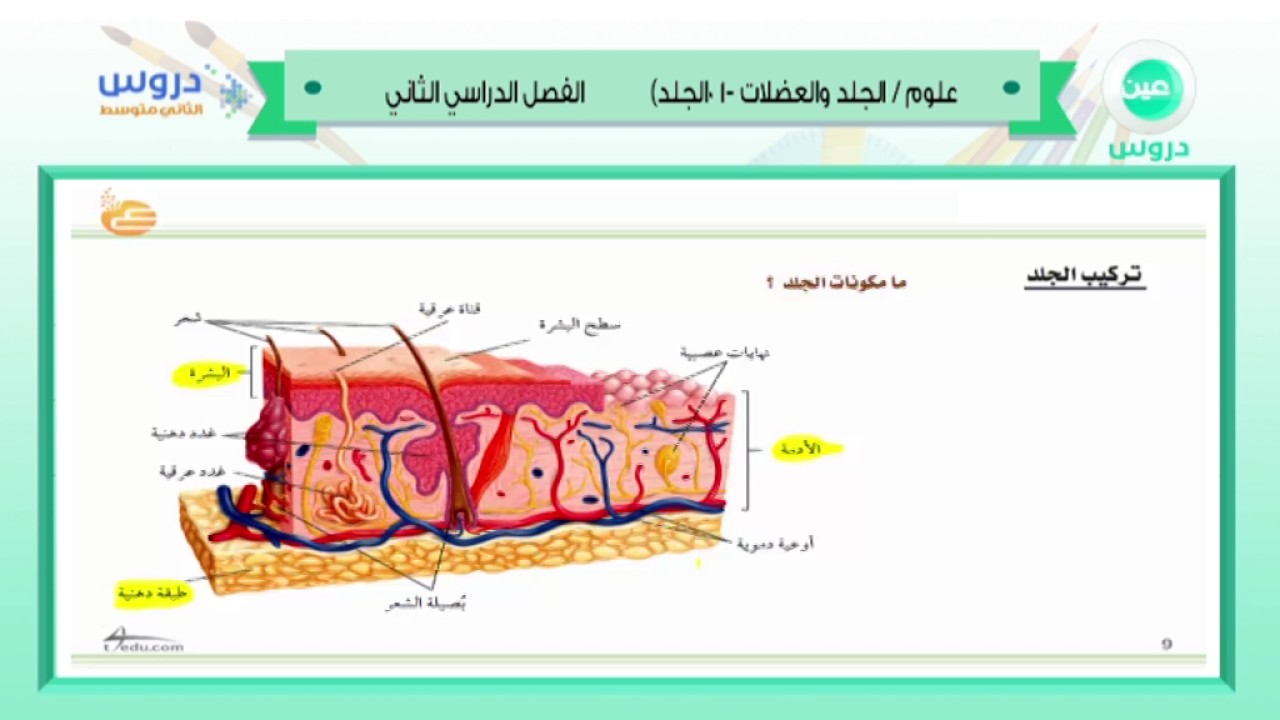 الثاني المتوسط | الفصل الدراسي الثاني 1438 | علوم | الجلد والعضلات ١
