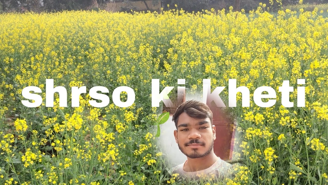 Shrso ki kheti   welcome to my new vlog #vlog #video 