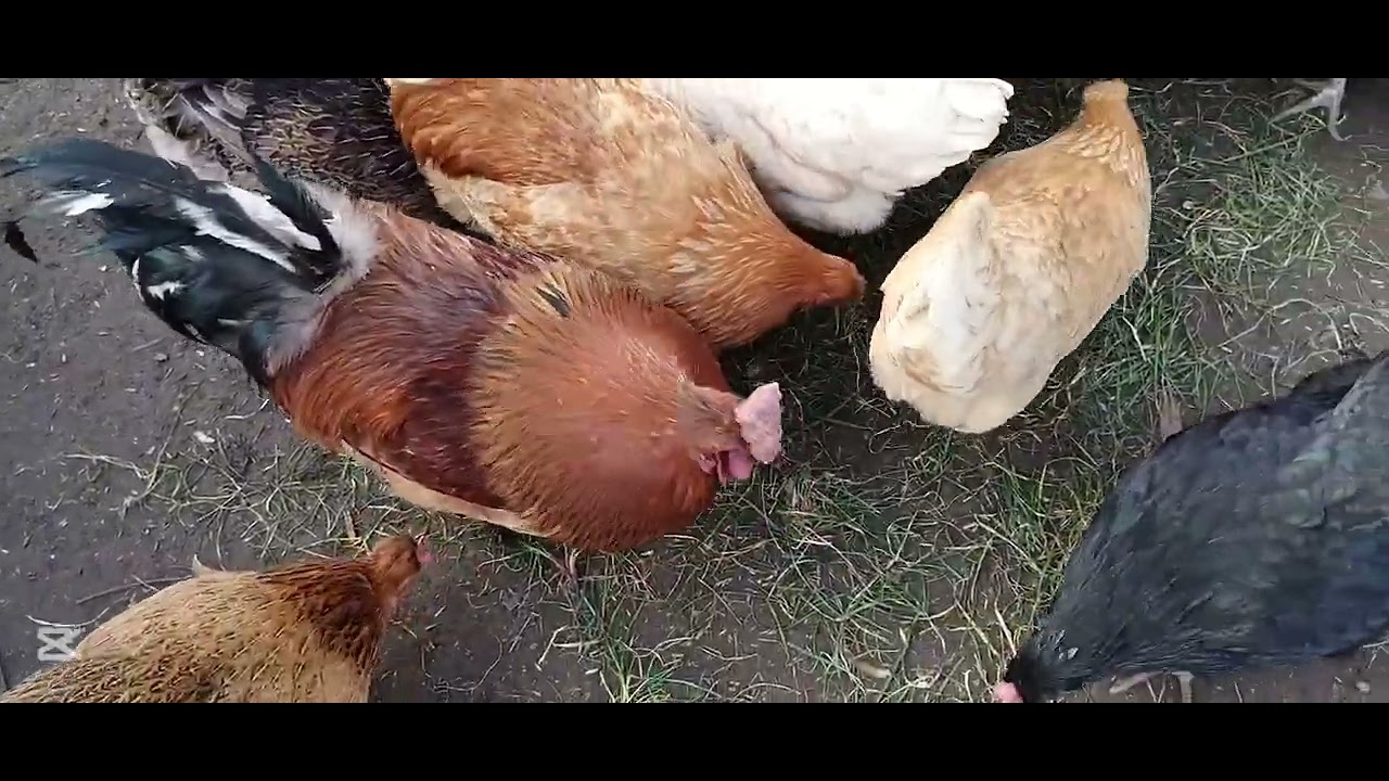MOȚATELE MELE AU POFTE 🐓🐓🐓