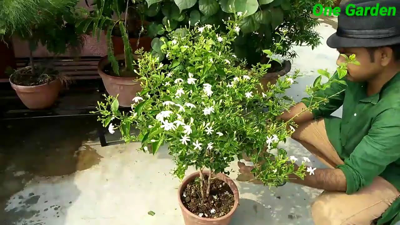 How to grow juhi flower plant?  jasminum auriculatum