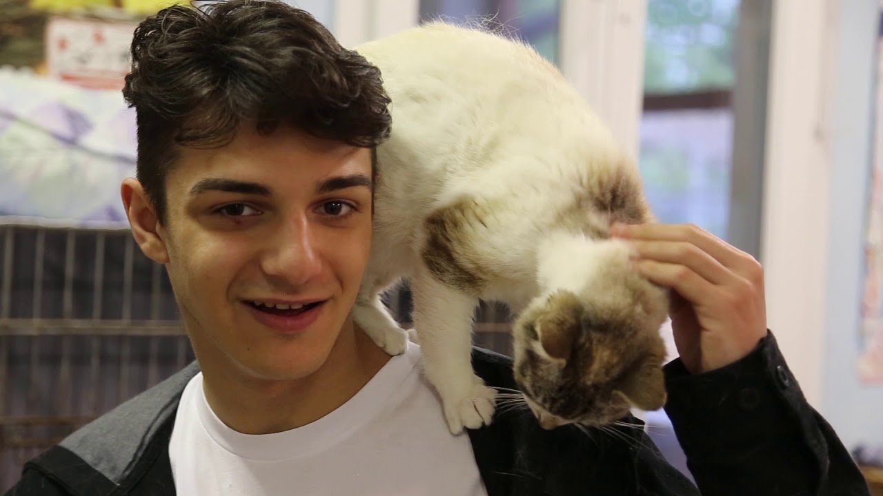 VISITIAMO UN GATTILE