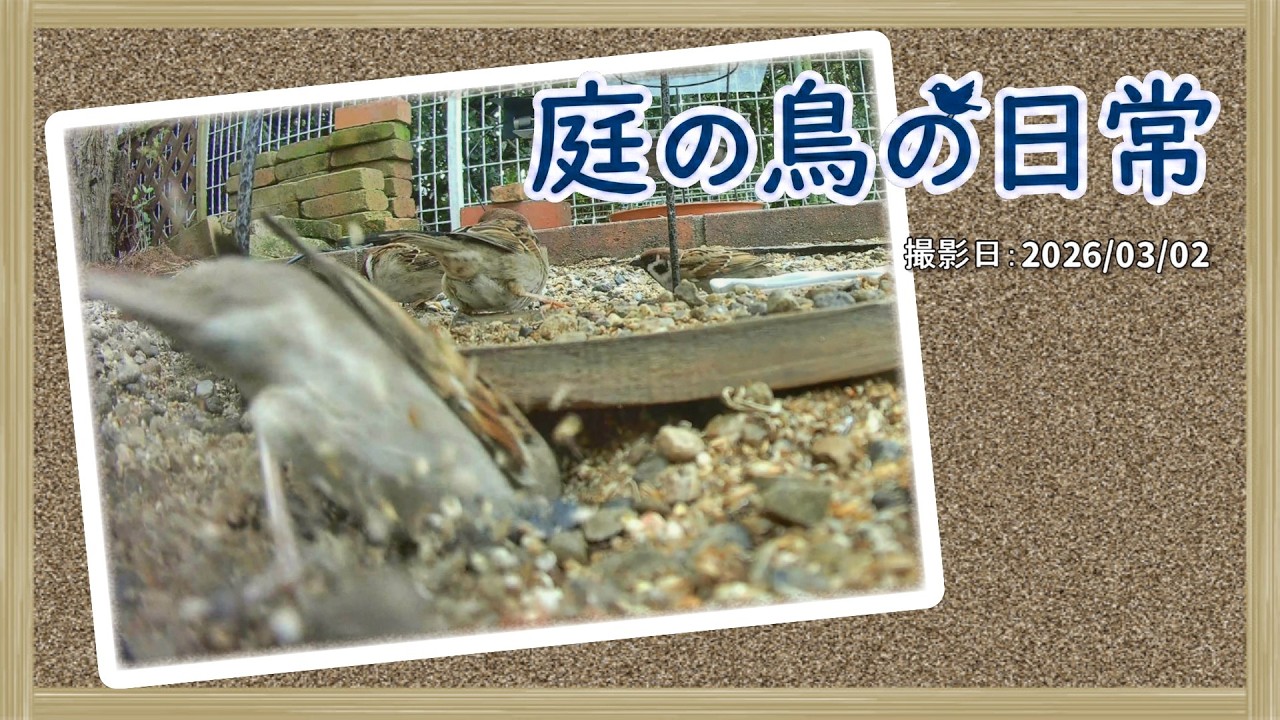 【庭の鳥の日常】(26,03,02) 今日は落ち着かない様子のスズメ達