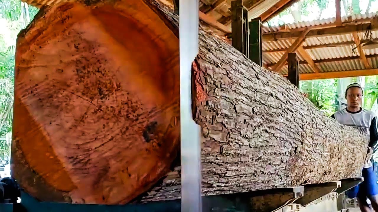 From giant wood to luxurious planks