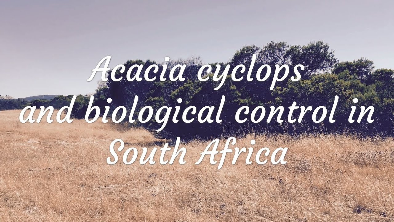 Acacia cyclops (rooikrans) in South Africa [Alien Invasive Plants]