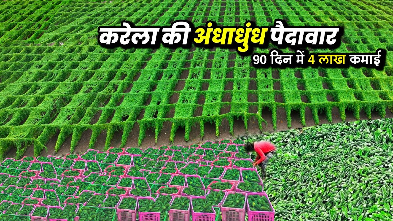 करेला की खेती कैसे करें | बरसाती करेले की खेती | A to Z जानकारी🌱Bitter gourd farming karela ki kheti
