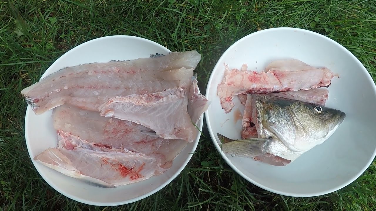 Ikejime: How to Harvest Striped Bass More Humanely with Better Quality of Fish Meat