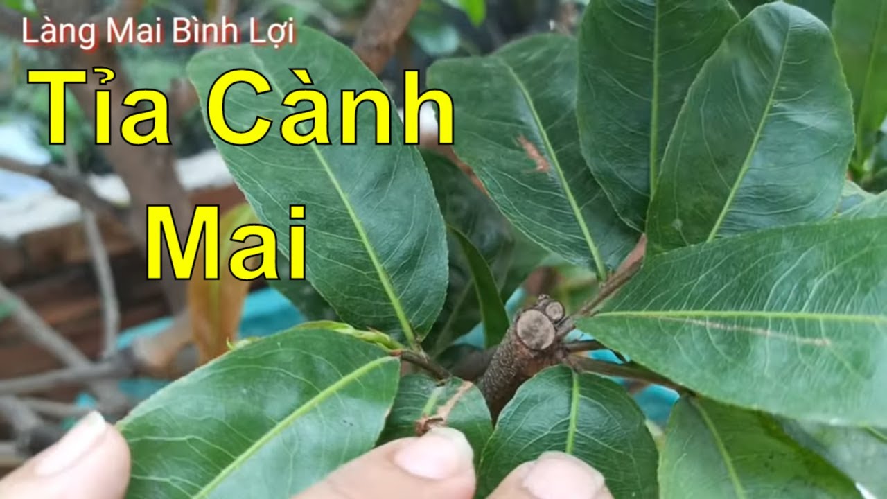 Hướng Dẫn Cách Tỉa Cành Mai Dư Thừa Cho Anh Em Mới Tập Chơi.