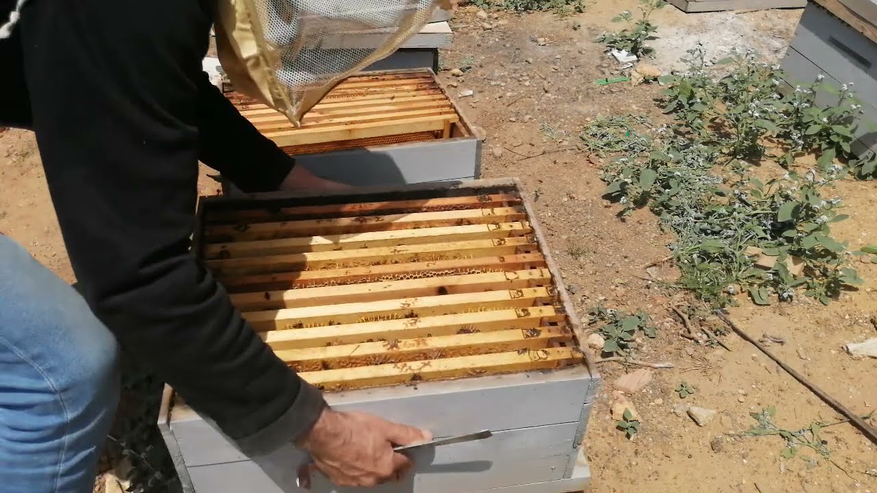 علاج الأم الكاذبة باستخدام طريقة الضم بالجرائد