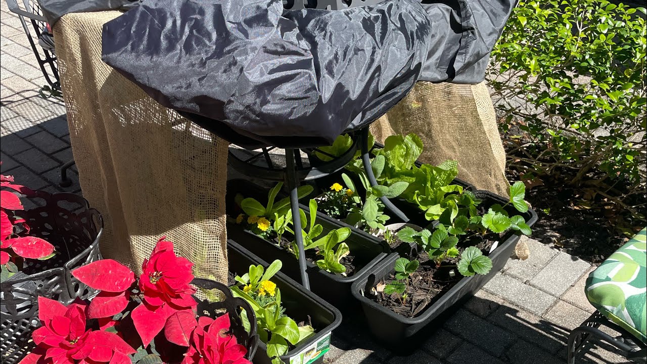 My plants 🪴 survived the freezing 🥶 cold in Florida 🌞 