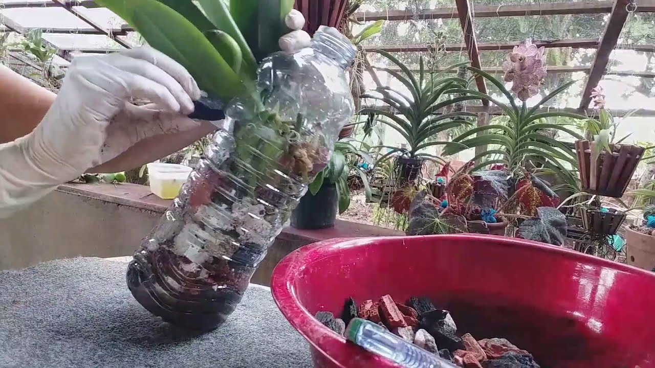 COMO FAZER  A SEMIHIDROPONIA NO PET VERTICAL| REPLANTE DE PHALAENOPOSIS
