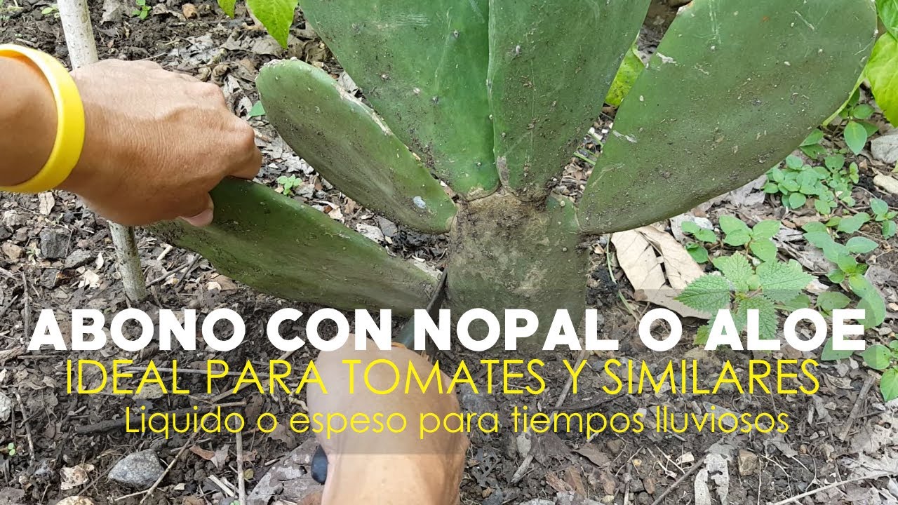 ABONO CON NOPAL O ALOE VERA, IDEAL PARA TOMATES Y SIMILARES, Y MODIFICADO PARA TIEMPO LLUVIOSO