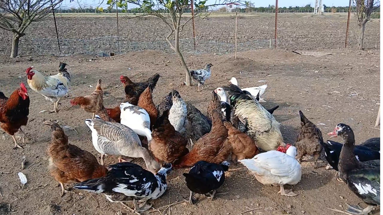 غذادادن گروهی به مرغ‌ها وغازها(شلوغ ولی جذاب)🐔🦢