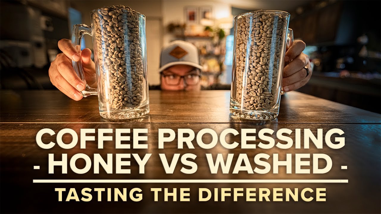 Coffee Processing: Honey VS Washed