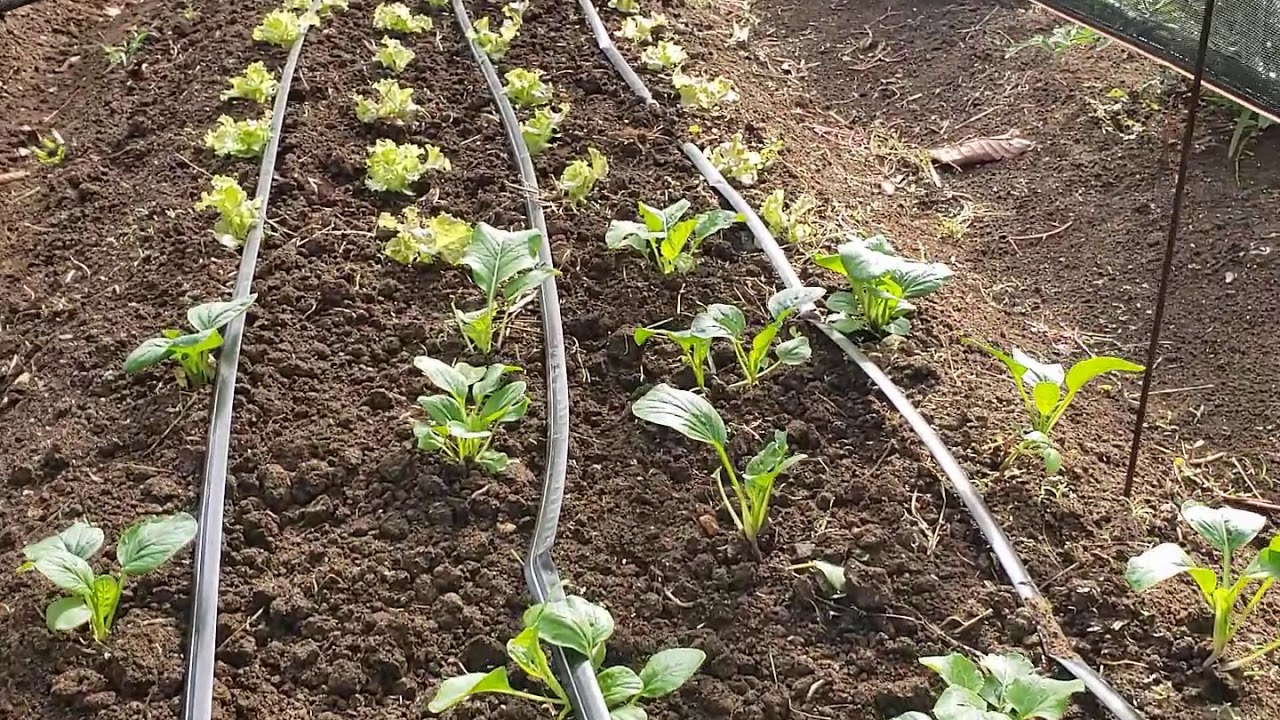Microtuneles para el cultivo de hortalizas en verano