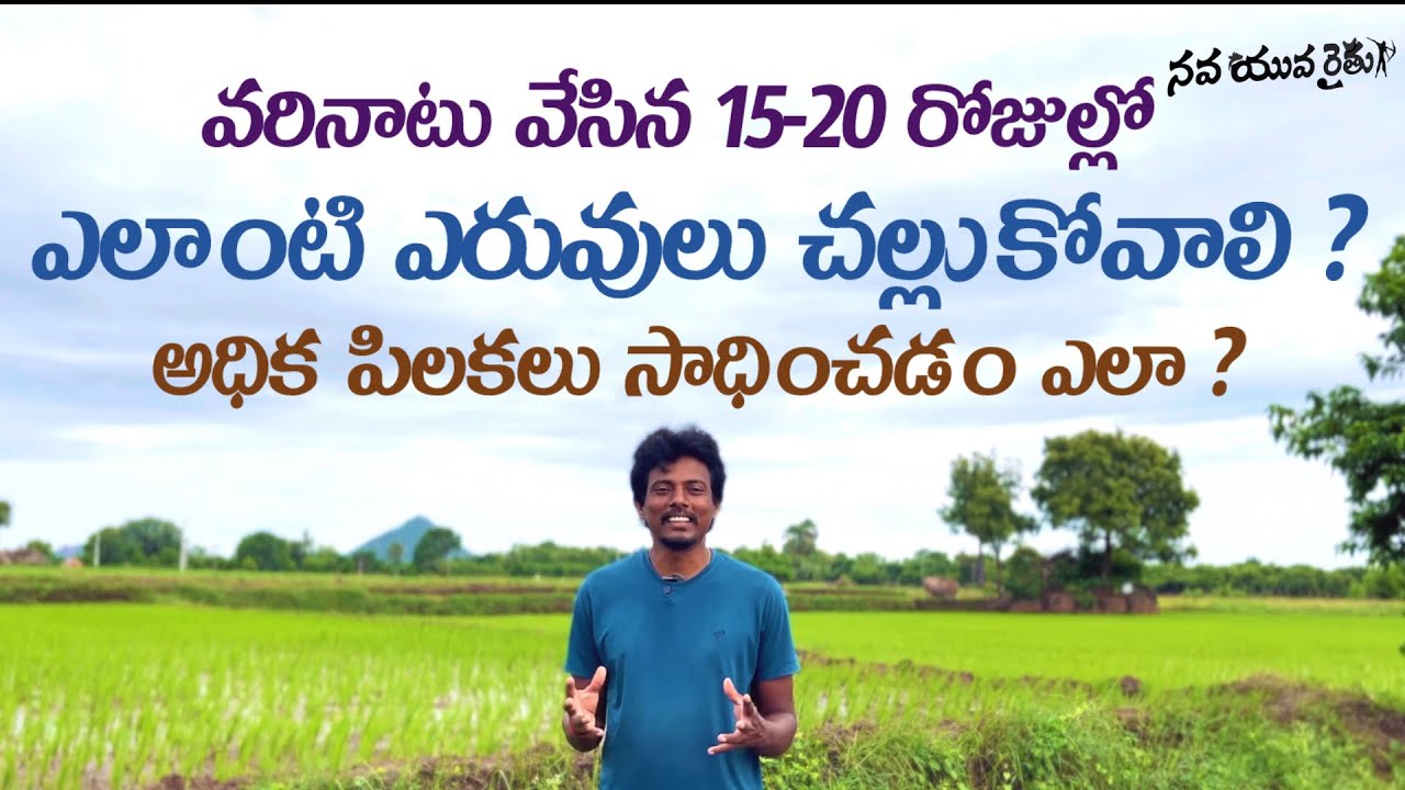 varilo pilakalu | వరిలో అధిక పిలకలు రావాలంటే ఏం చేయాలి ?