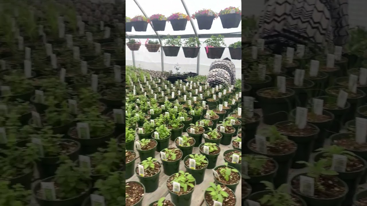Mothers day greenhouse stop!!