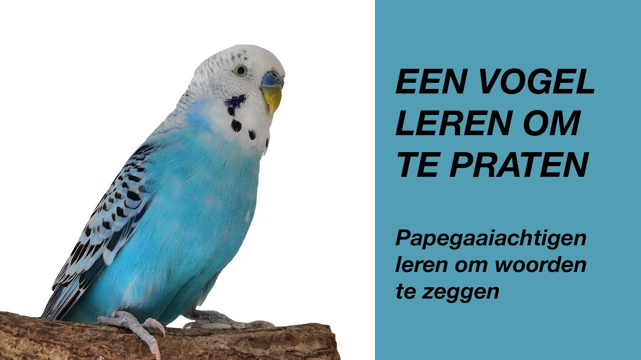 Een Vogel Leren Praten (parkiet, papegaai)