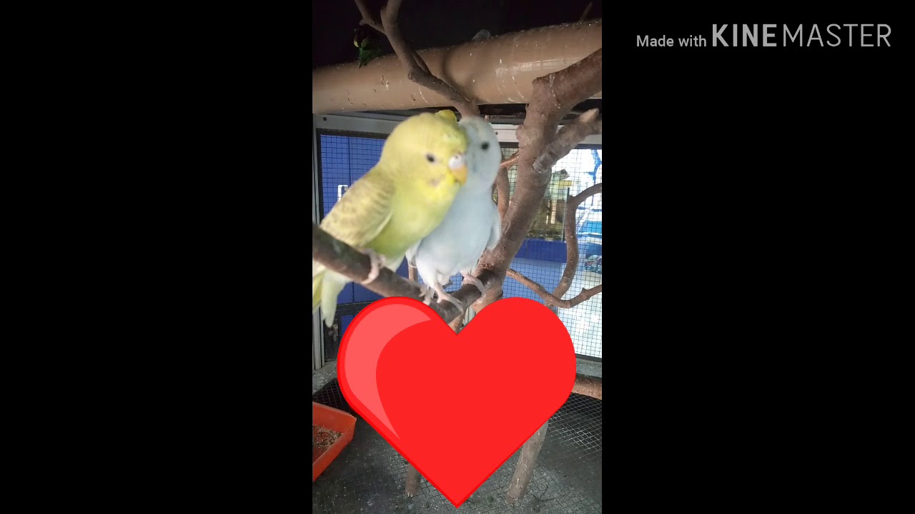 Parrot love story
