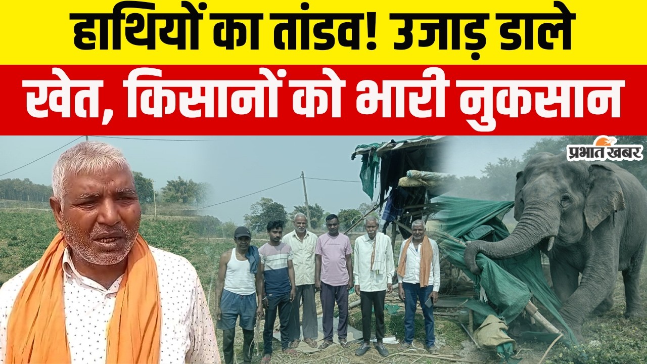 Jharkhand News: Ramgarh में गजराज का आतंक, किसानों के फसलों को किया बर्बाद