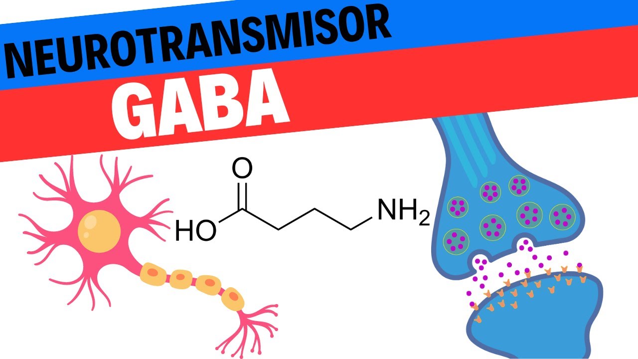 Fisiología del GABA. Neurociencias 9