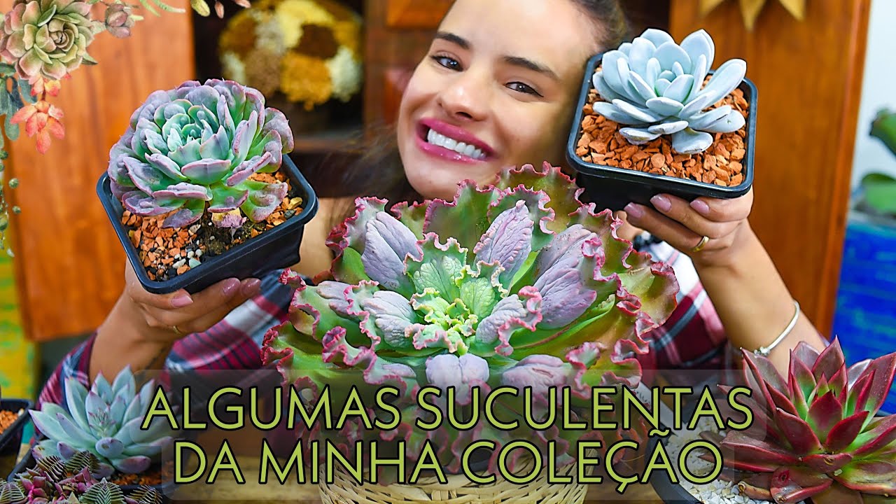 Mostrando Algumas SUCULENTAS RARAS da minha COLEÇÂO - plantas suculentas