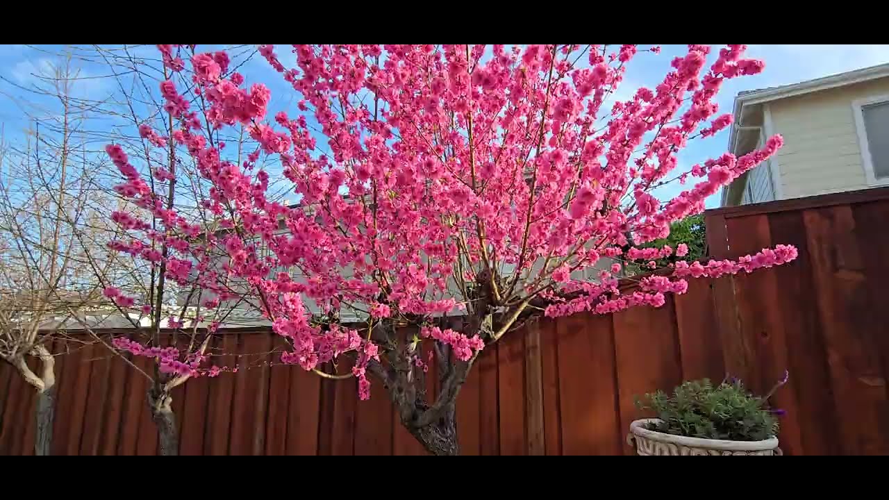 Early Pink Flowering Peach Tree - Lunar New Year 2026 (Prunus Persica) #garden #flowers #peachtree 