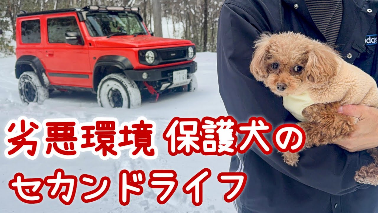 【保護犬】名前が決まりました！#繁殖引退犬 #トイプードル 