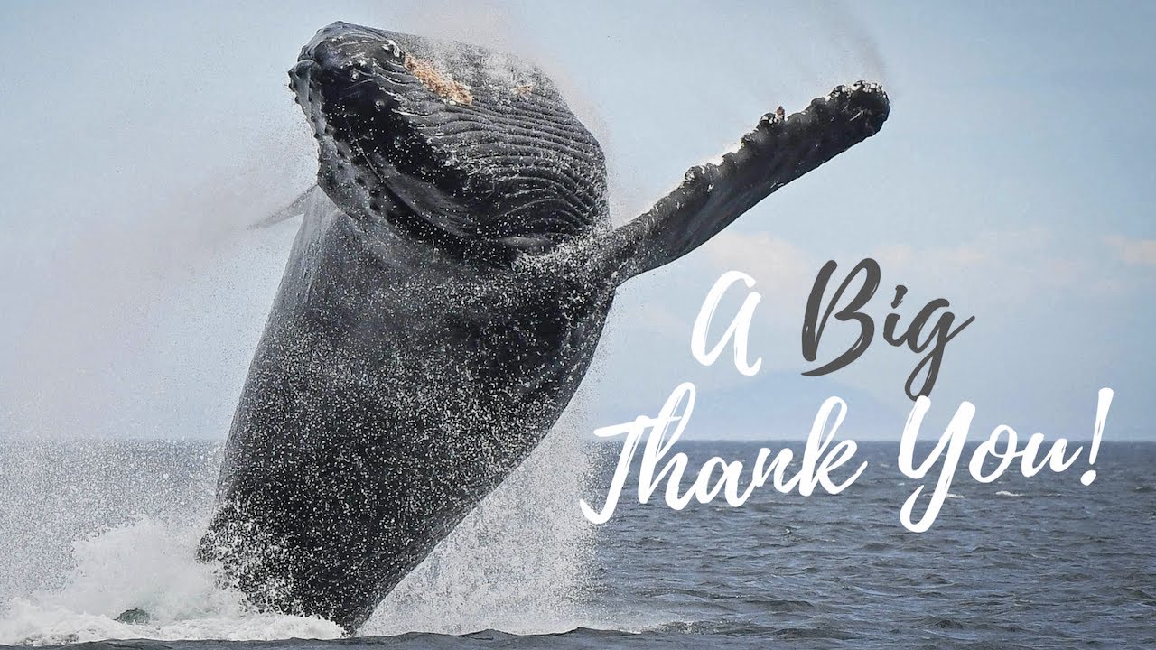 THANK YOU Canada, British Columbia & Victoria: Eagle Wing Whale & Wildlife Watching Tours
