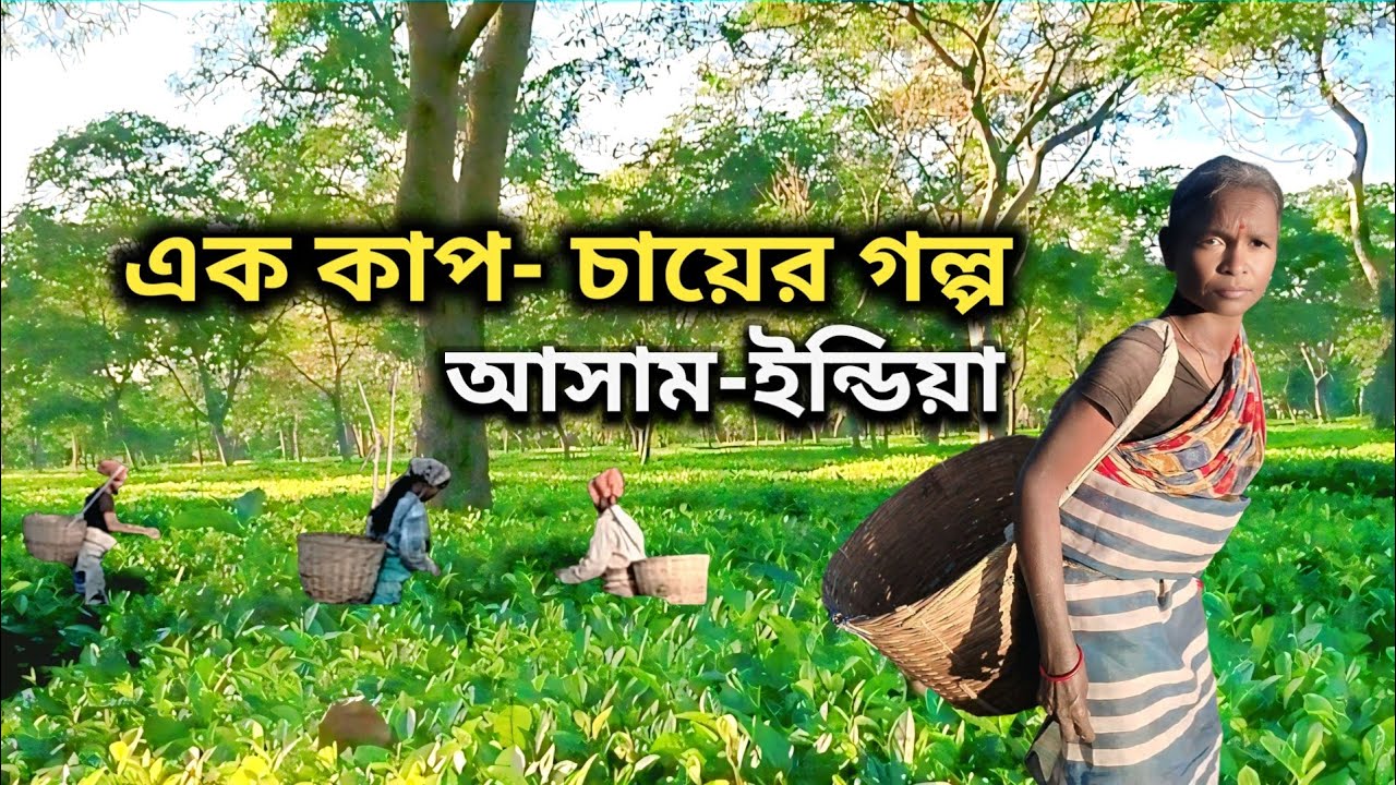 চা বাগান, আসাম ইন্ডিয়া || Tea garden, Asam India || সমতলের চা বাগান 