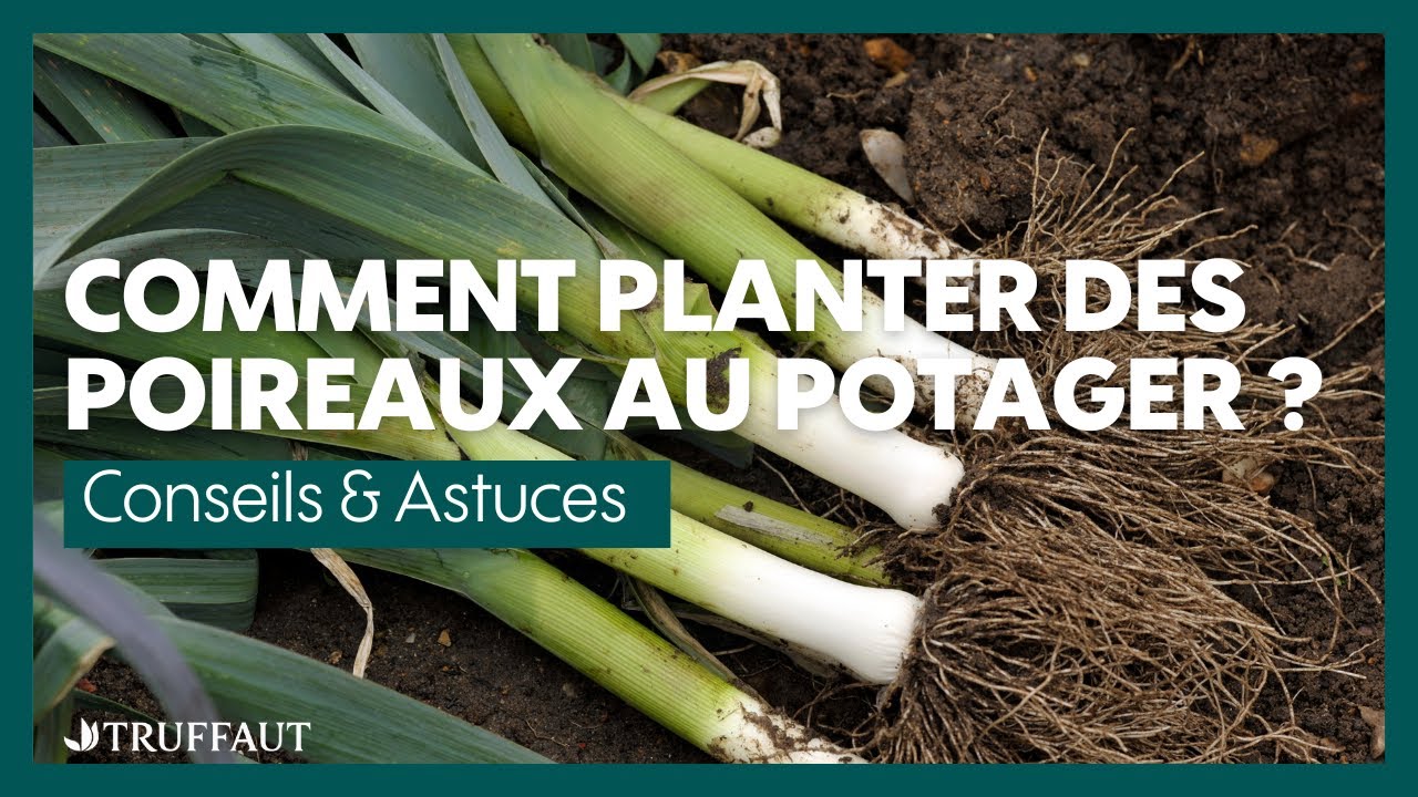 Comment planter et entretenir les poireaux au potager ? - Truffaut