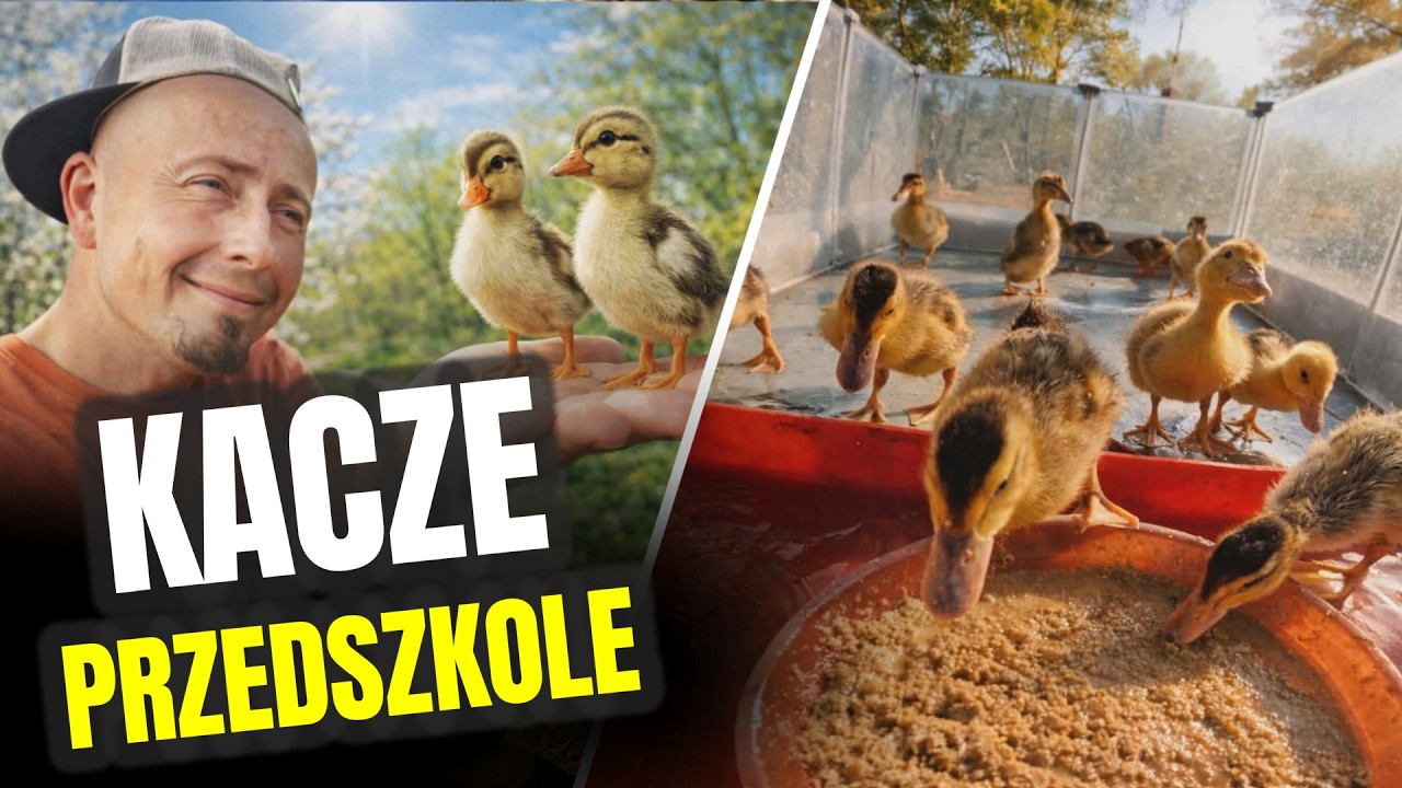KACZE PRZEDSZKOLE 🦆 malowanie woliery i sprzątanie bałaganu ! odc. 864