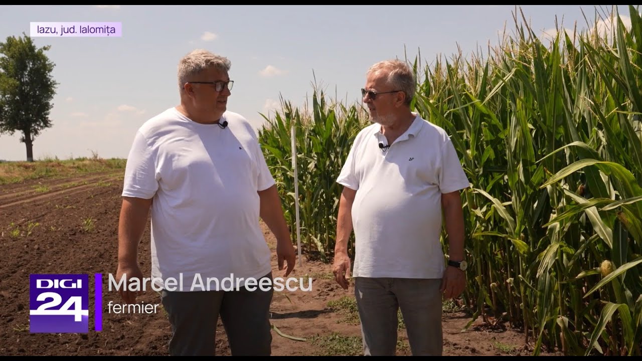 🌽 Porumb in sistem minimum-till: Nutritie avansata pentru verile toride