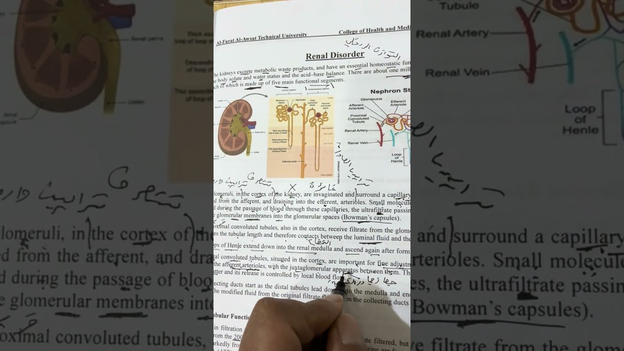محاضرة الأيض النظري السابعة مرحلة ثالثة مختبرات طبية وزاري ٢٠٢٦ /الاستاذ مسلم عقيل 