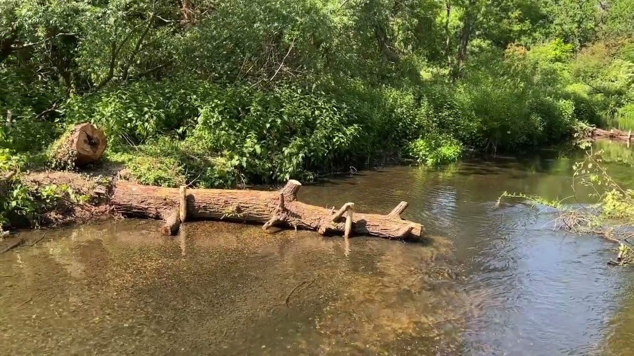 habitat enhancements River Crane