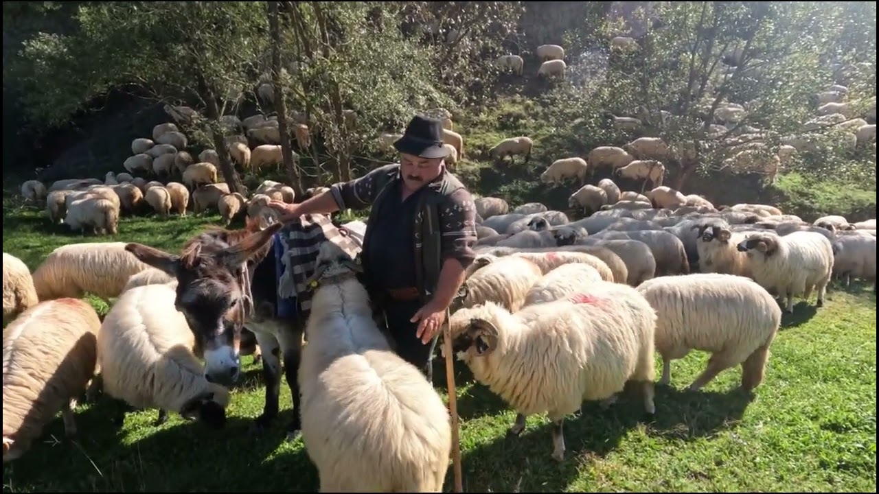 CIOBANIE CU OILE FRUMOASE A DL GHIȚĂ BUJOR -NU SE HRĂNEȘTE DE OI 🐑 MAI RAR AȘA DRAGOSTE 
