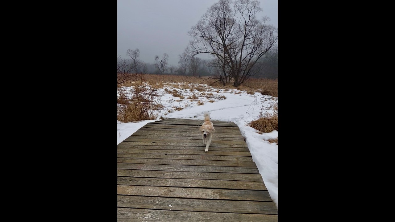Walk With Willow 1994 A Quiet Trail Journey With My Senior Dog, No Talking