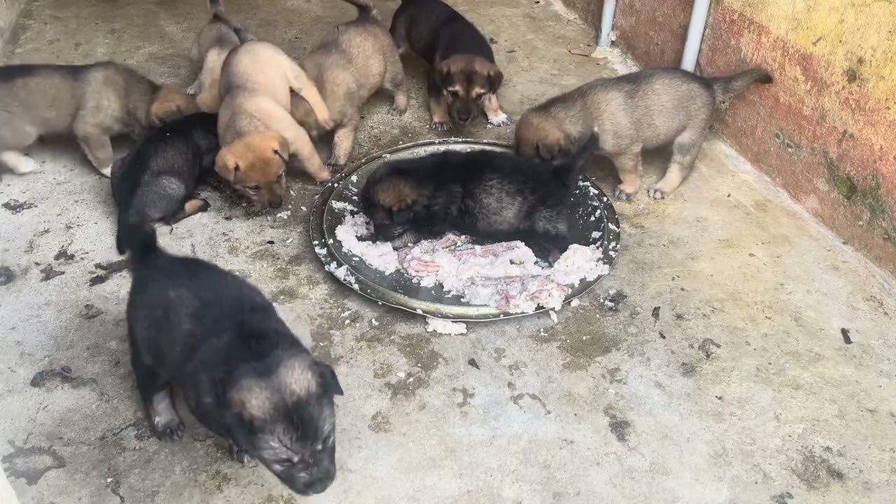 A Warm Meat Porridge Meal for a Mother Dog and Her Puppies 🐶🍲